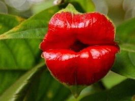 Plante à bisous TRES RARE 5g