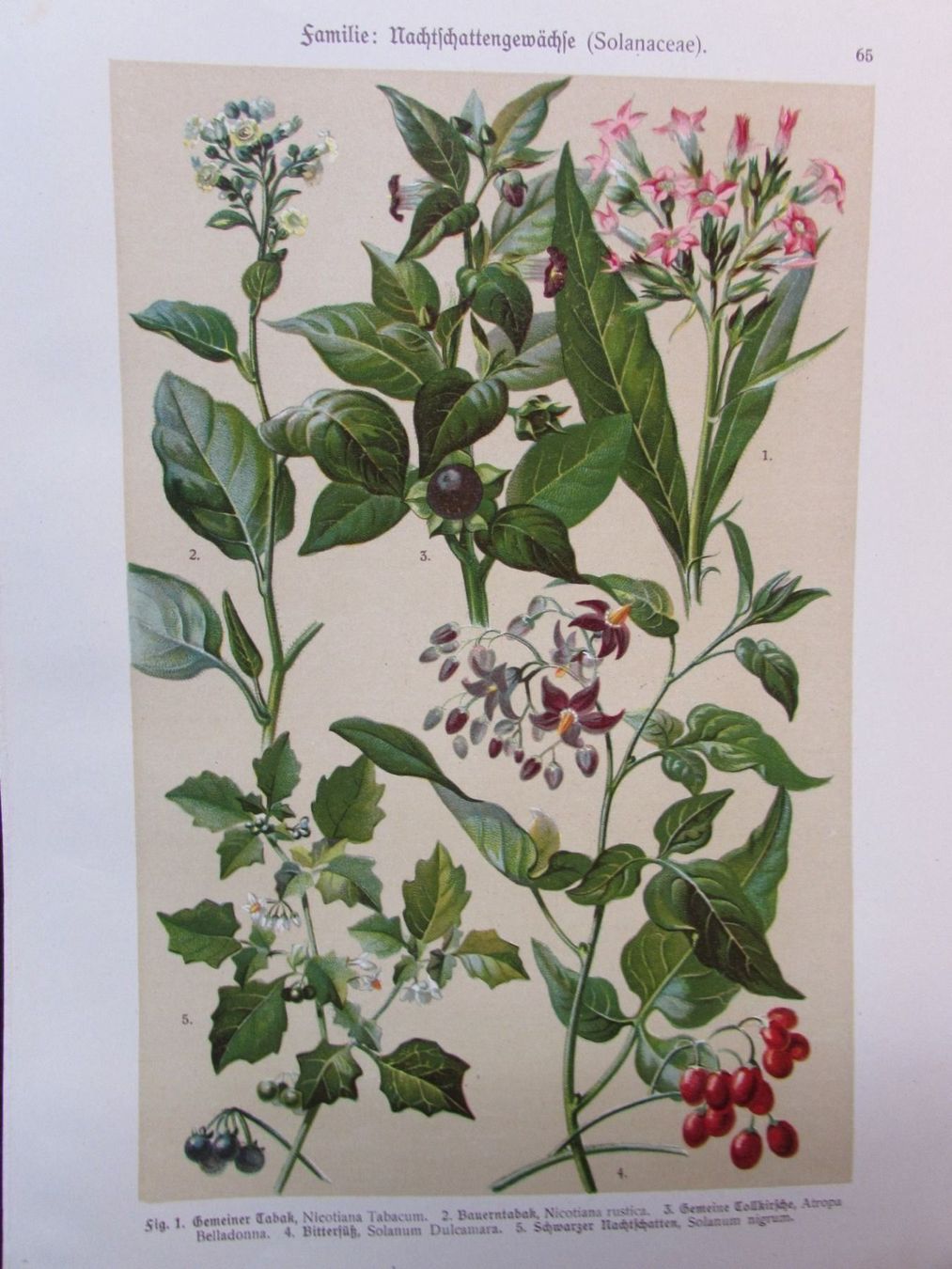 Stiche: Botanik, 2 Litho.Tafeln,1911 – Gebraucht aus Walchwil von Shells1 2
