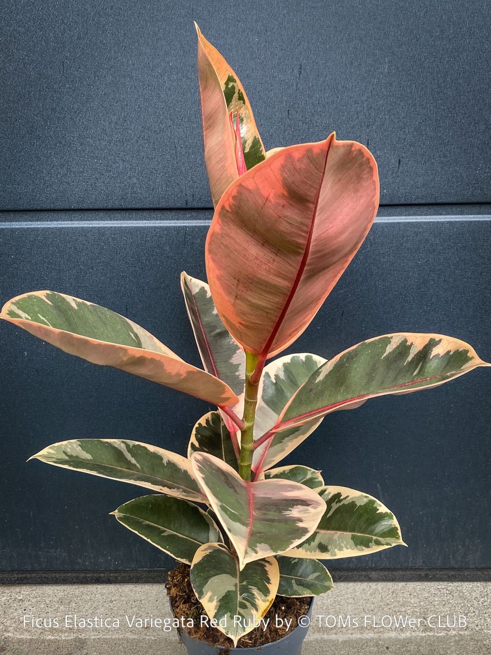 Piante & sementi: Ficus Elastica Variegata Red Ruby - ein absoluter Blickfang – Nuovo e nell'imballaggio originale da Adliswil venduto da asTOMas963 2