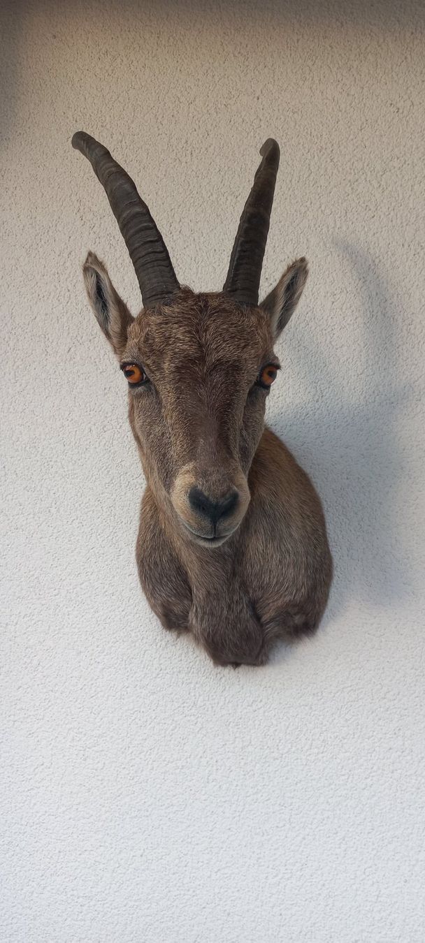 Welt der Tiere: Steinbock /Steingeiss – Neu (gemäss Beschreibung) aus Mollis von Resel1985 4