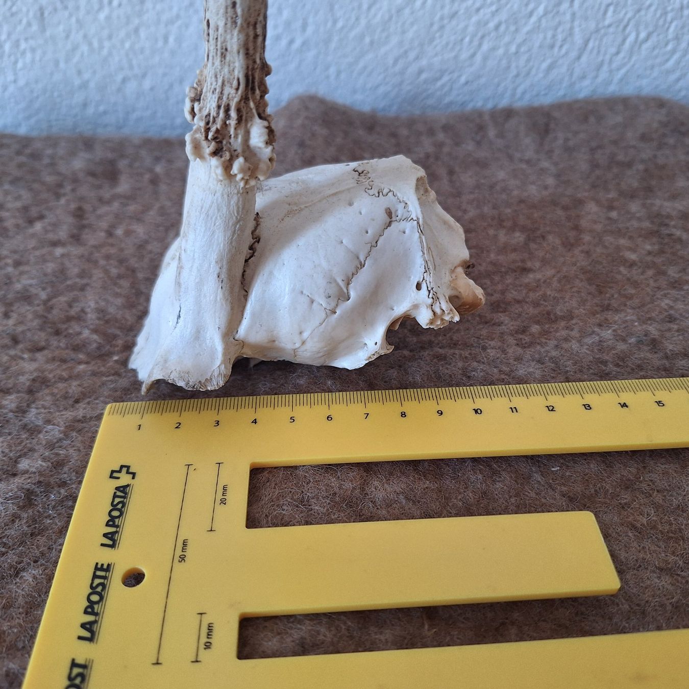 Altre raccolte & rarità: Tierschädel (2) – Usato da Winterthur venduto da ric_rl7n 8