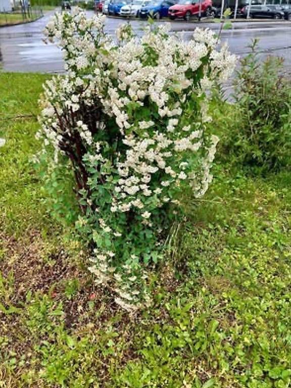Piante & sementi: Nippon Spierstrauch  – Usato da Frauenfeld venduto da Irene.Schuppli 4