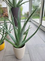 verschiedene Aloevera Barbadensis Miller mit Topf ab 8.-