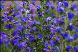100 Samen Blauer Natternkopf Wildblume