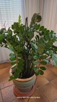 Zamioculcas zamiifolia Zimmerpflanze inkl. Topf