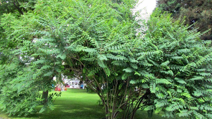 Piante & sementi: Arbre aux haricots bleus  PLANT 15-20cm – Nuovo (secondo la descrizione) da Bremblens venduto da FIBONACCI369 1