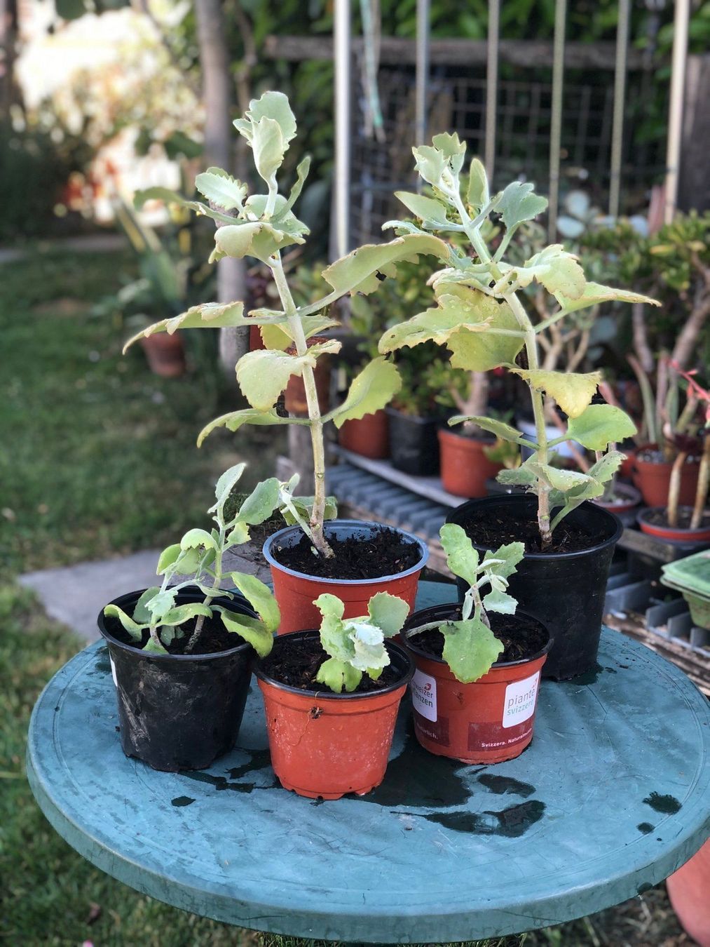 Piante & sementi: Kalanchoe – Nuovo (secondo la descrizione) da Vinelz venduto da Wellensittich55 1