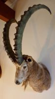 Asiatische Steinbock (capra i.sibrica) Bouquetin asiatique