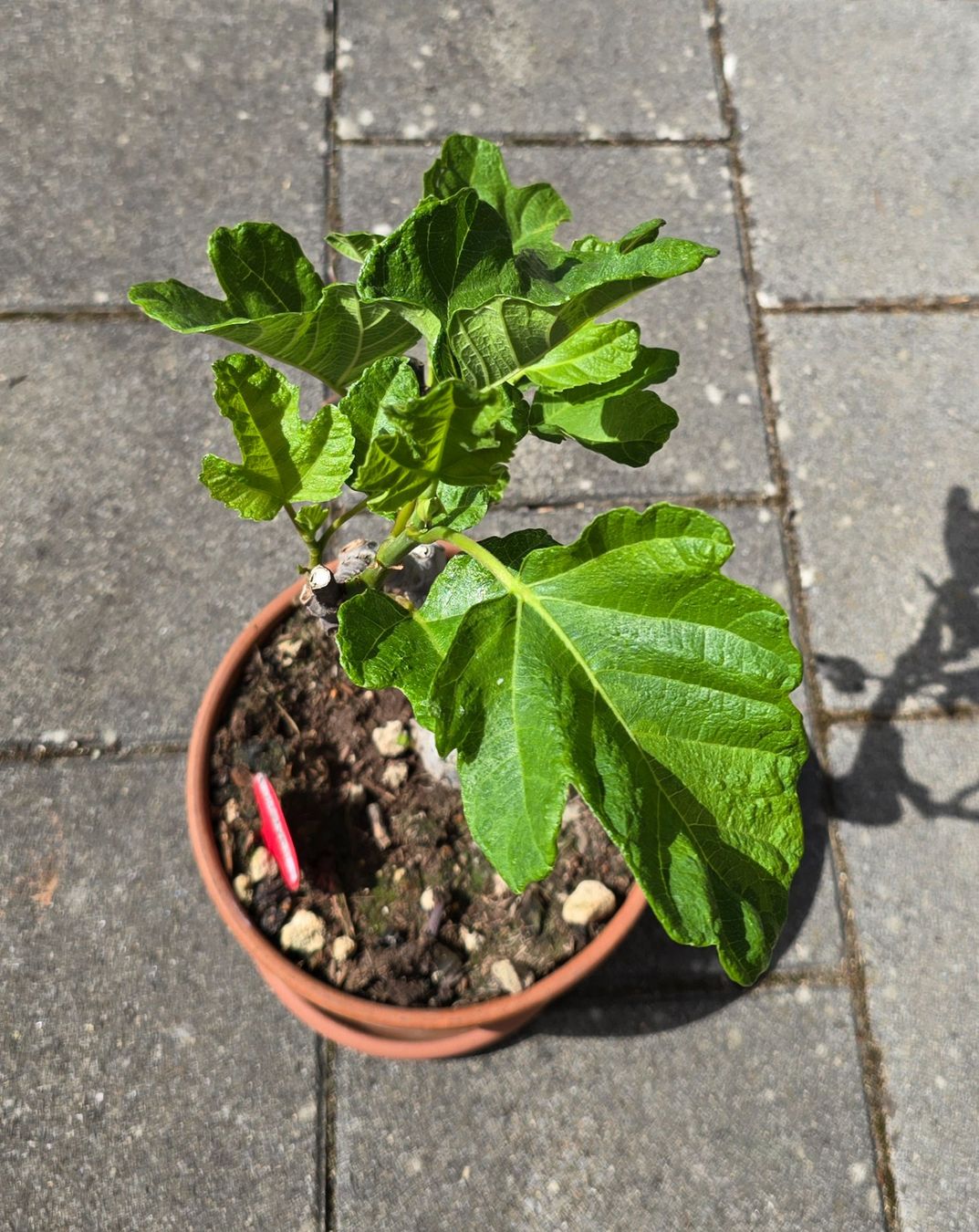 Piante & sementi: Feigen-Bonsai im Terrakottatopf – Usato da Aarburg venduto da popkorn65 4