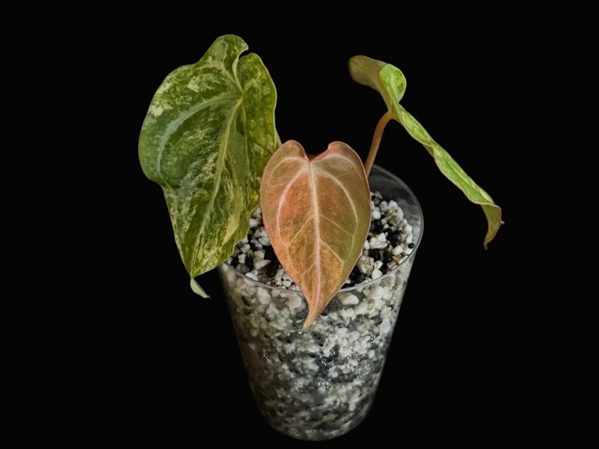 Piante & sementi: Anthurium ( Papi x Crys ) x Carlablackiae Kidda Line – Nuovo (secondo la descrizione) da Gränichen venduto da Botanic_by_Junglia
