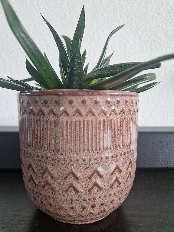Piante & sementi: Succulent with the pot – Usato da Dübendorf venduto da Olenaaa 3