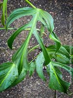 Monstera Burle Marx Flame - Ultra seltene Aroid-Pflanze