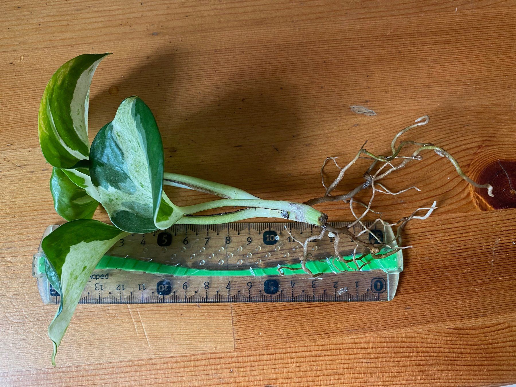 Pflanzen & Samen: Epipremnum Manjula, bewurzelter Steckling – Neu (gemäss Beschreibung) aus Winterthur von Aniger 4