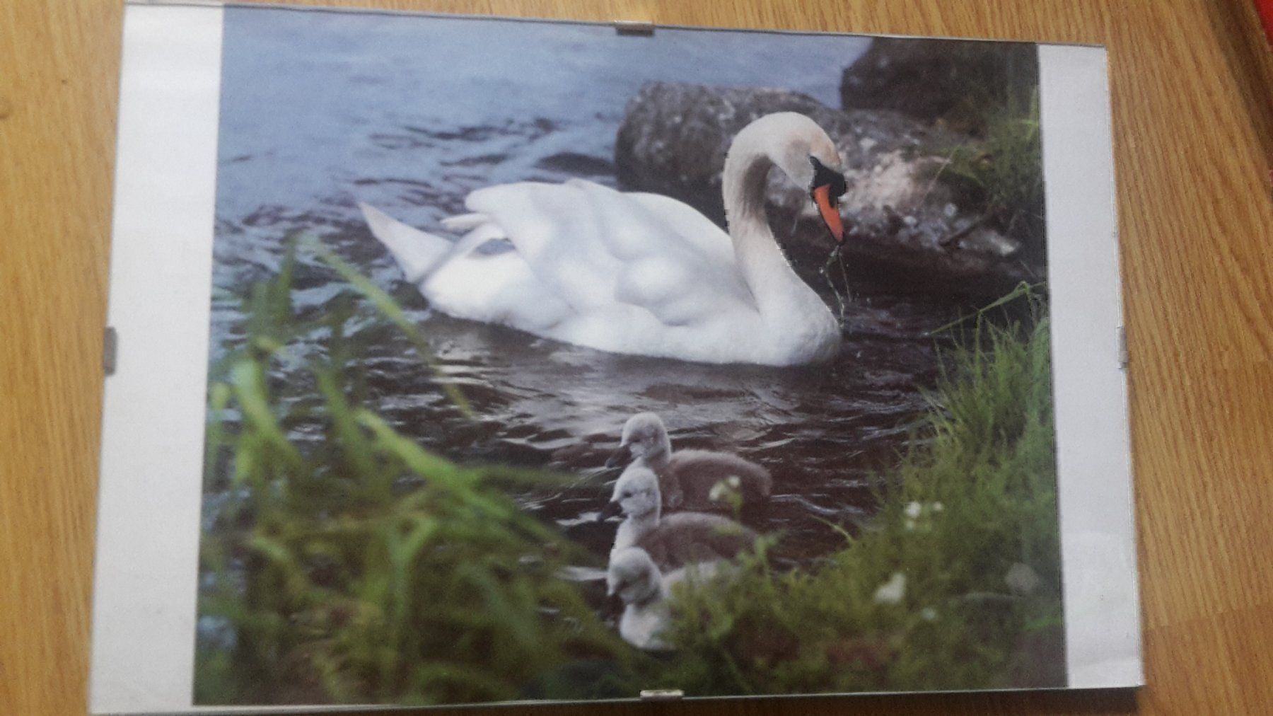 Posters & Illustrations: Foto Schwan mit Jungen B1 – D'occasion à Schwarzenburg par Flamingo07