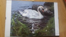 Foto Schwan mit Jungen L10