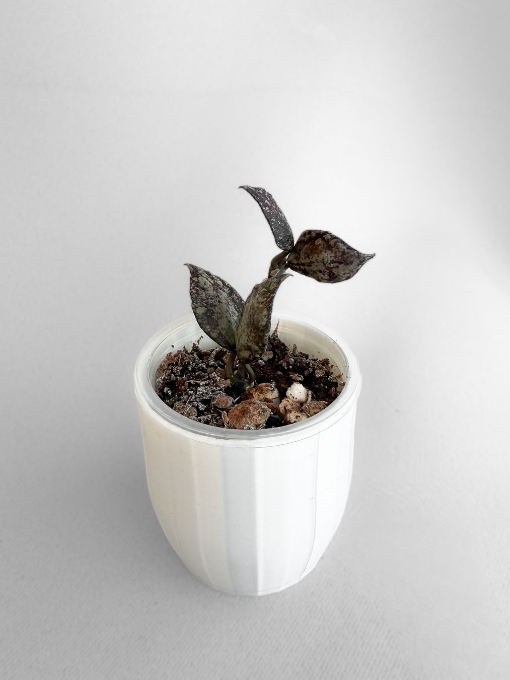 Pflanzen & Samen: Hoya Lacunosa 'Black Super Silver' – Neu (gemäss Beschreibung) aus Seuzach von animaplants 1