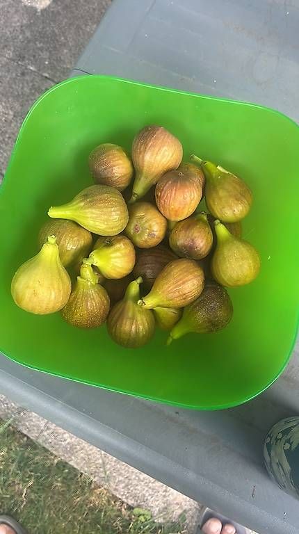 Piante & sementi: Grosser Feigenbaum GRATIS abzugeben – Usato da Thun venduto da Valu92 2