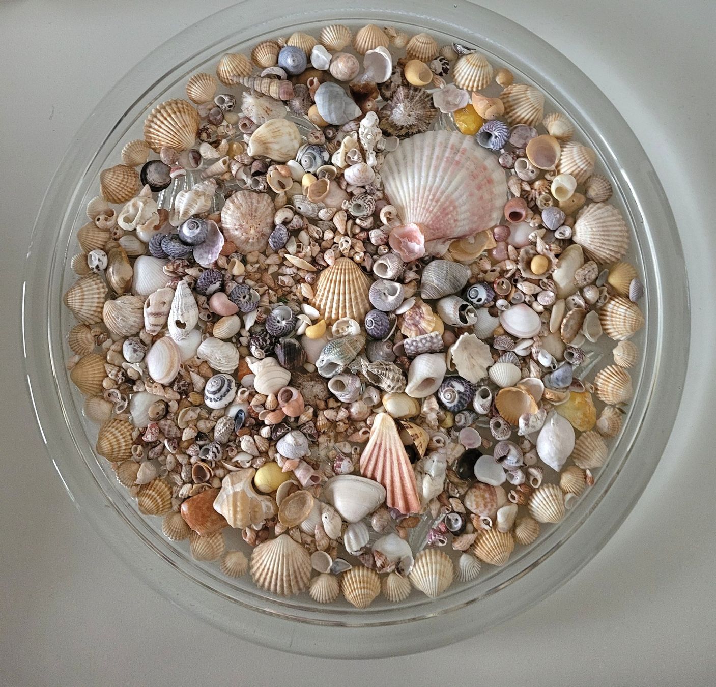 Piatti di portata: Kristallglasschale mit Muscheln – Usato da Oberuzwil venduto da rtr_wp6m