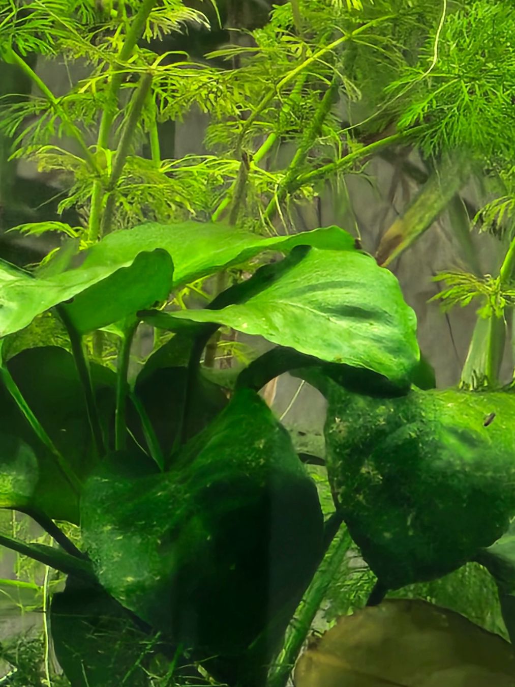 Amazonas Acquari: Aquarium ca. 30Liter mit Zubehör – Usato da Adliswil venduto da Superbuy 4