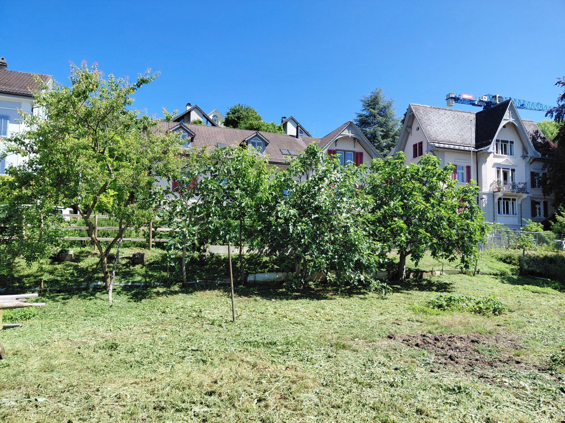 Pflanzen & Samen: Feigen- und div. Obstbäume – Gebraucht aus Wald ZH von patti7302