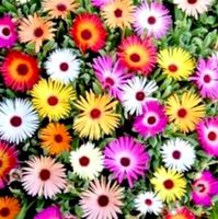 Ab 5.- 20 Samen Garten Blume LIVINGSTONE DAISY 20 Graines‪