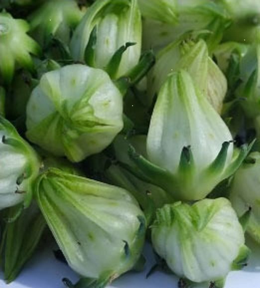 Piante & sementi: Hibiscus Sabdariffa var. Green Senegal – Nuovo (secondo la descrizione) da Bremblens venduto da FIBONACCI369
