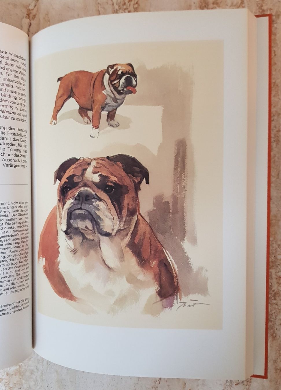Bücher: Silva Verlag "Unsere Hunde" neuwertig – Neu (gemäss Beschreibung) aus Winterthur von Joschko 4