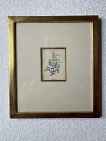 Gratiola aurea – Kupferstich nach Watts, 1840