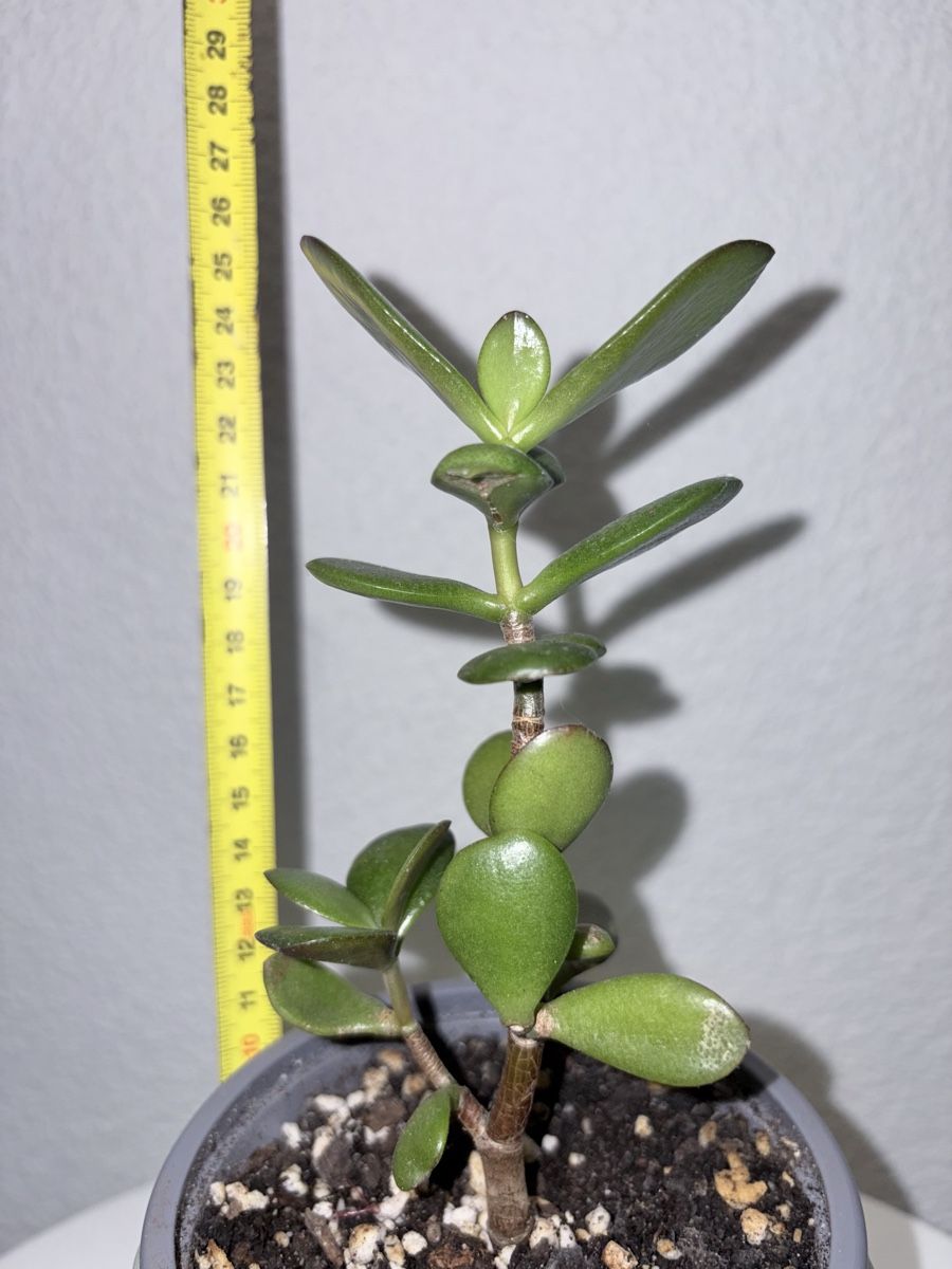 Pflanzen & Samen: Crassula ovata plant with ceramic cache pot – Gebraucht aus Kilchberg ZH von malibubeach 4