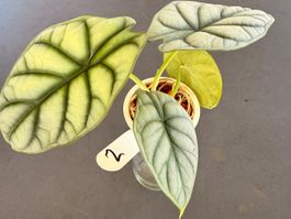 Alocasia Baginda Silver Dragon