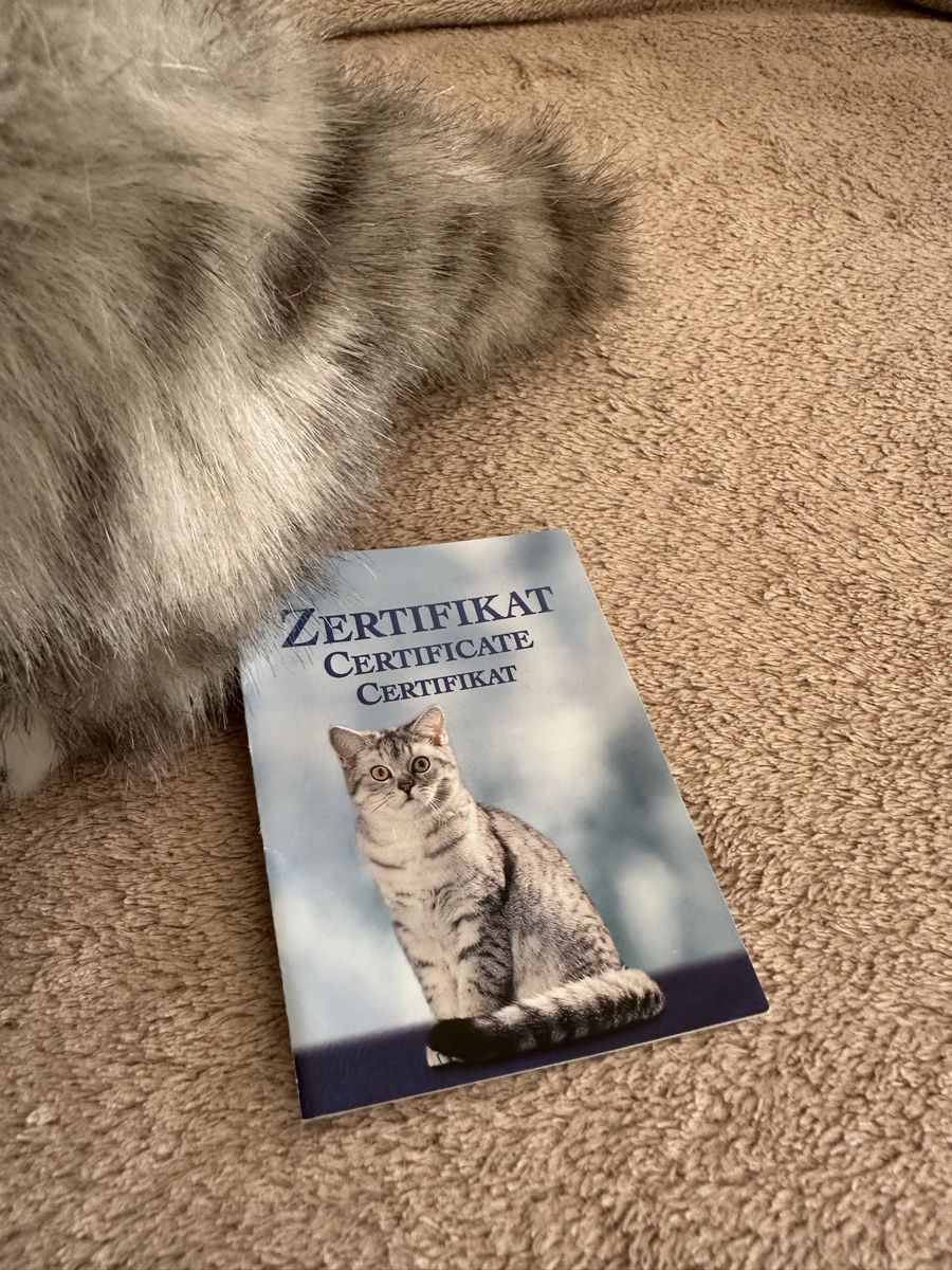 Giocattoli: Steiff Wiskas Katze – Nuovo (secondo la descrizione) da Herbriggen venduto da Sehrazade 1
