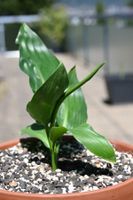 Paradiesvogelblume ca. 7 Monate alt – aus eigener Anzucht 🌿