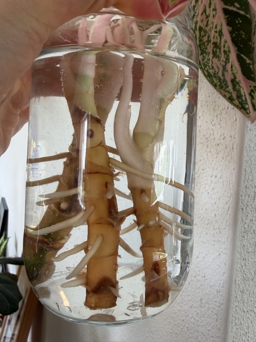 Pflanzen & Samen: Aglaonema Coco Melon Stecklinge mit Wurzeln – Gebraucht aus Baar von annasorbian 1