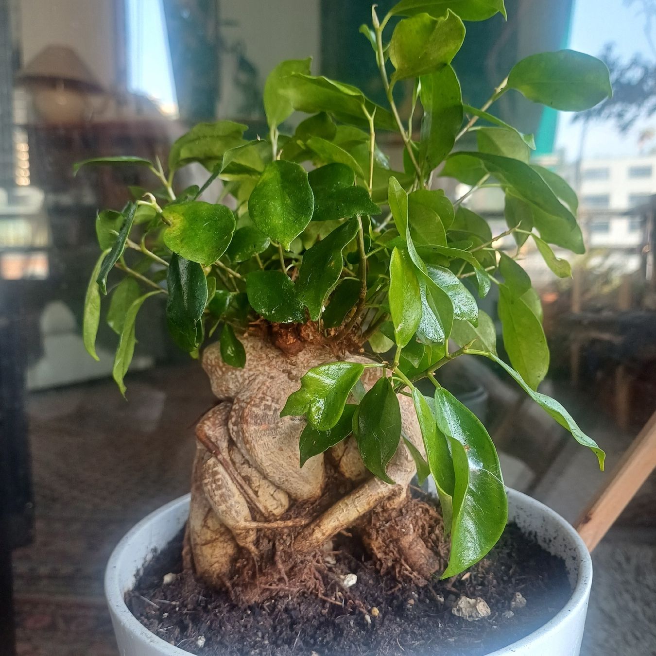Piante & sementi: bonsai ginseng – Nuovo (secondo la descrizione) da Paradiso venduto da botanica.bruta