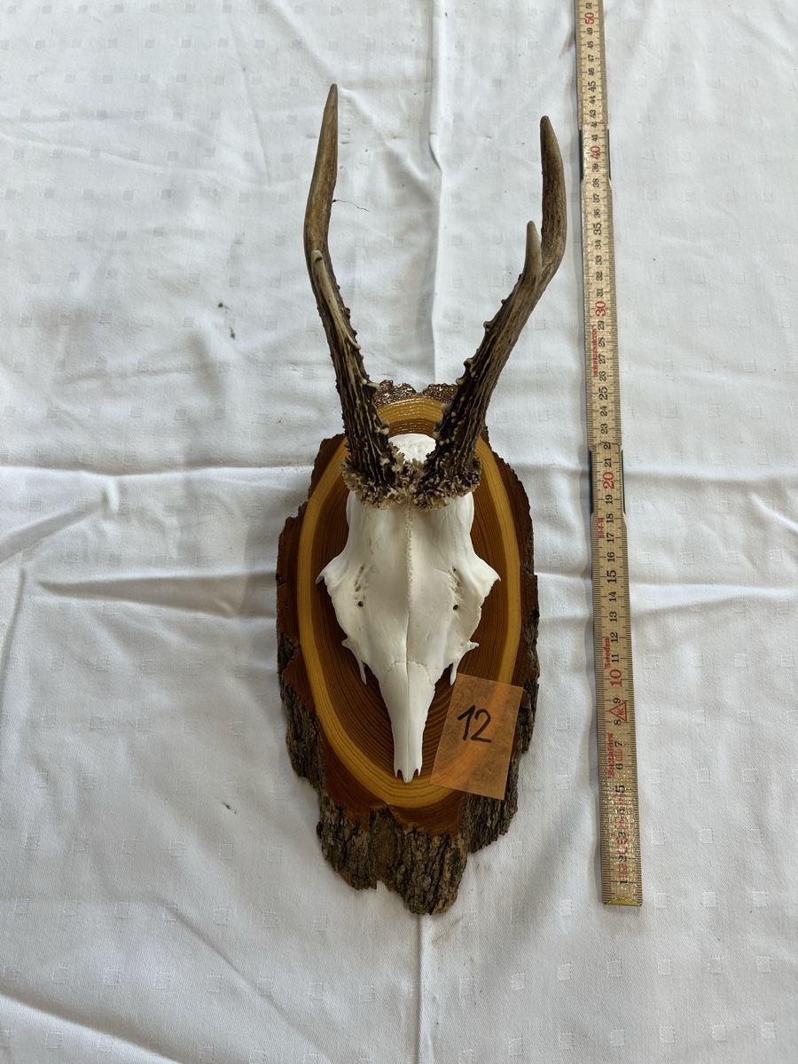 Il mondo degli animali: Gehörn eines Rehbocks – Usato da Euthal venduto da ruckzuckrohrfrei