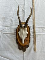 Gehörn eines Rehbocks
