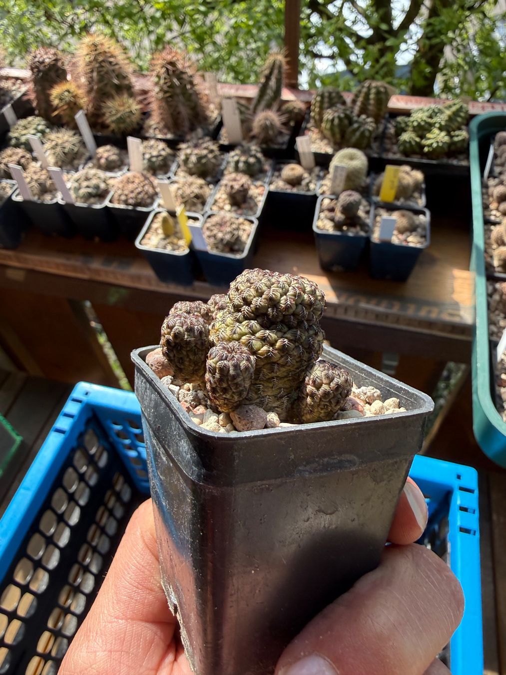 Piante & sementi: Sulcorebutia rauschii violett – Usato da Rorbas venduto da SimS0n 2