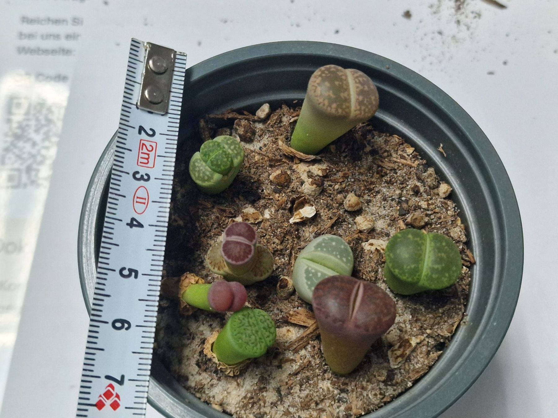 Piante & sementi: Lithops Mix, Lebende Steine, 8 Stück – Usato da Uerkheim venduto da Justi.y 2