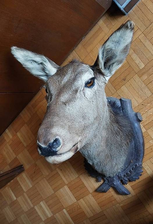 Il mondo degli animali: Animali imbalsamati – Usato da muzzano venduto da Sera72