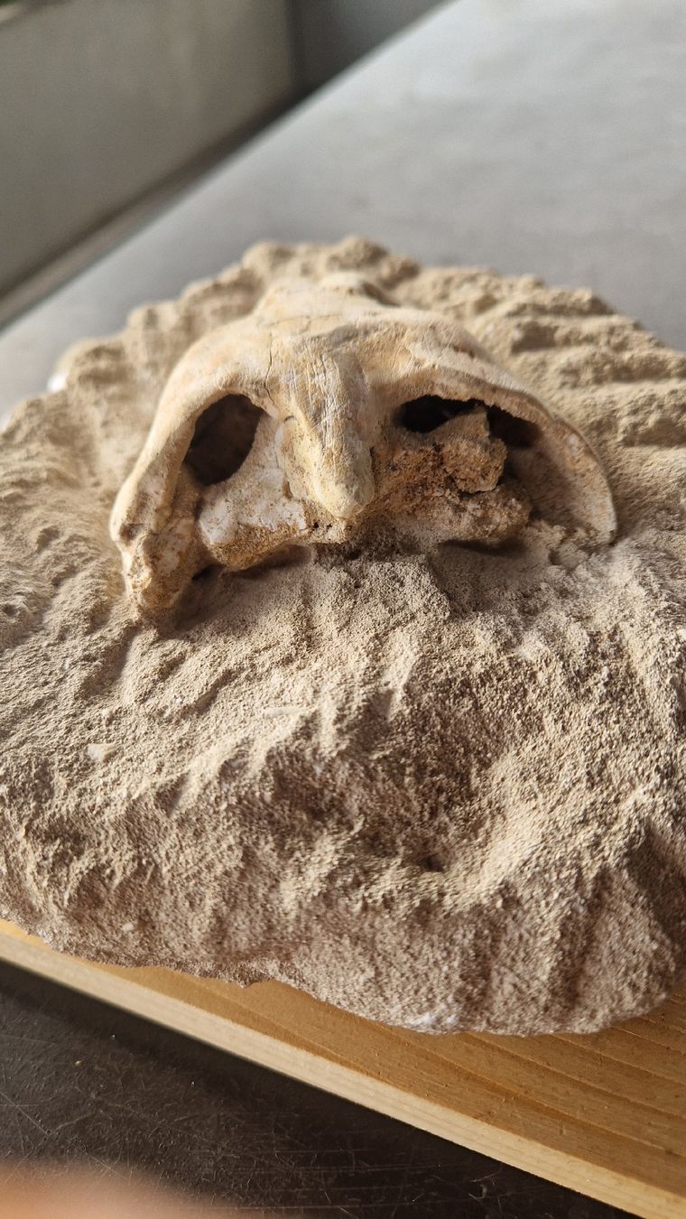 Fossilien: Fossiler Schnappschildkröte – Gebraucht aus Niederhasli von rehauge01 8