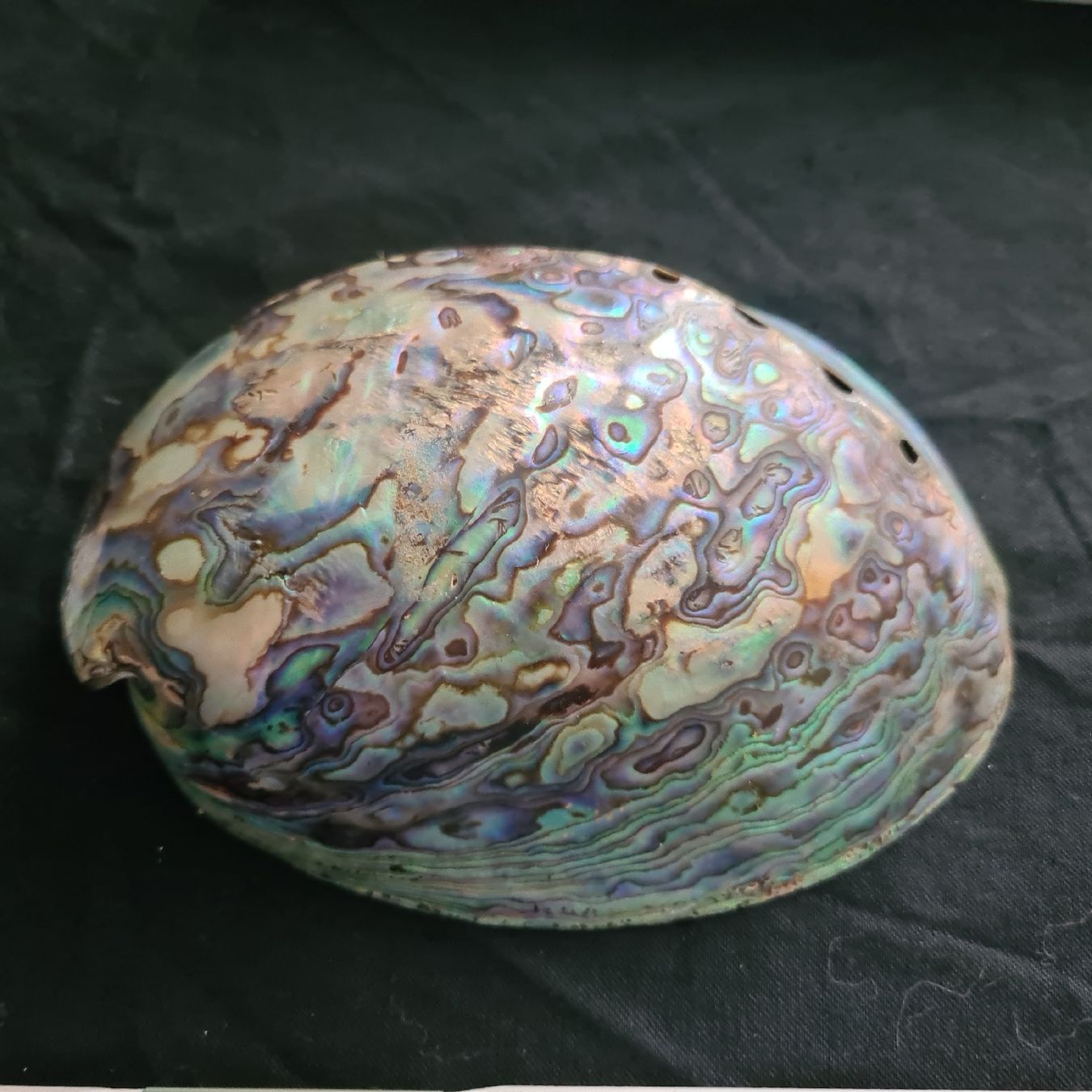 Fossilien: Abalohne, Seeohrschnecke, 2Stk – Gebraucht aus Zuzwil SG von mko_6m7z 4