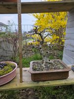 Bonsai Koreanische Hainbuche