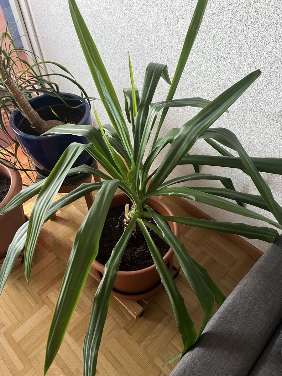 Pflanzen & Samen: Yucca Palme – Gebraucht aus Nidau von Kiwi087 2