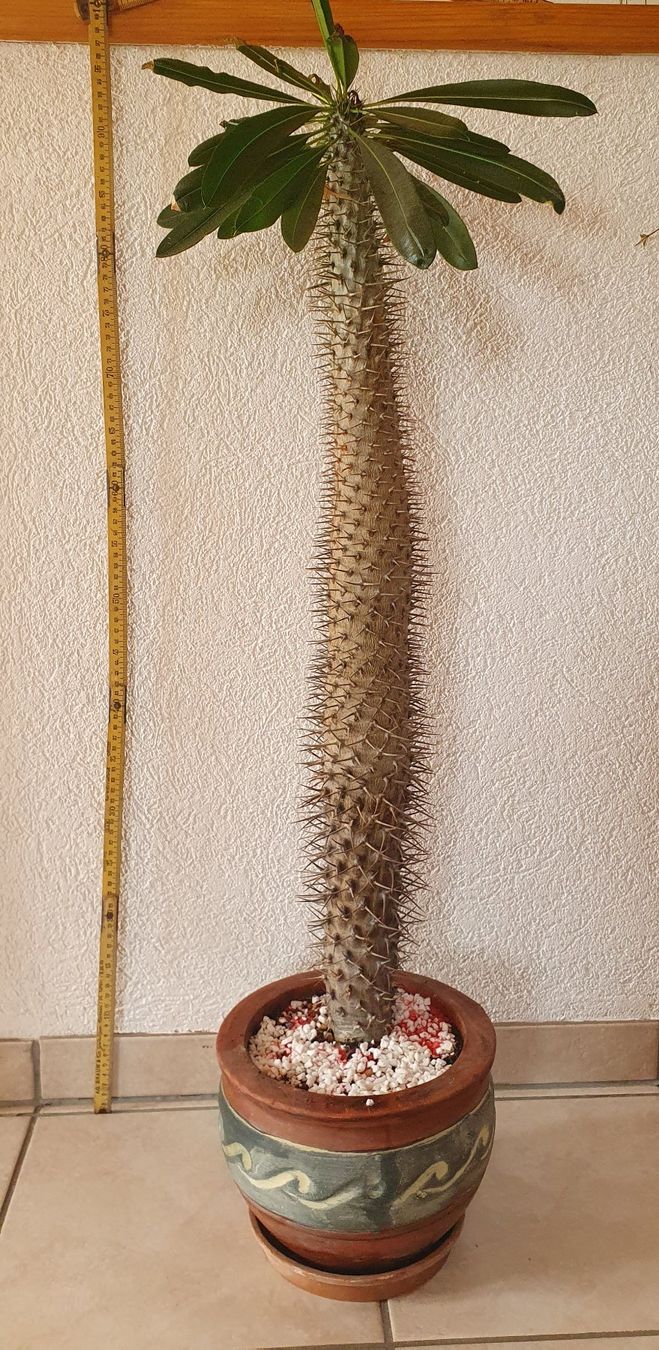 kirschlorbeer blüten verhindern Purgrün Kirschlorbeer-Dünger 1 kg