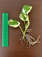 🌿 Varigierte Efeutute – bewurzelter Ableger