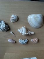 Muschelsammlung - Dekorative Vielfalt für den Sommer!