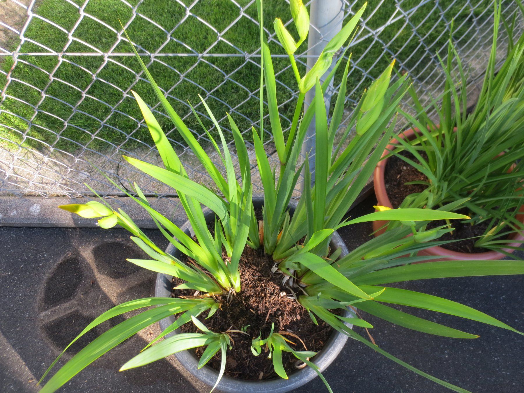 Piante & sementi: Gartenlilie im Topf, Gelb – Usato da Horgen venduto da hkek01 1