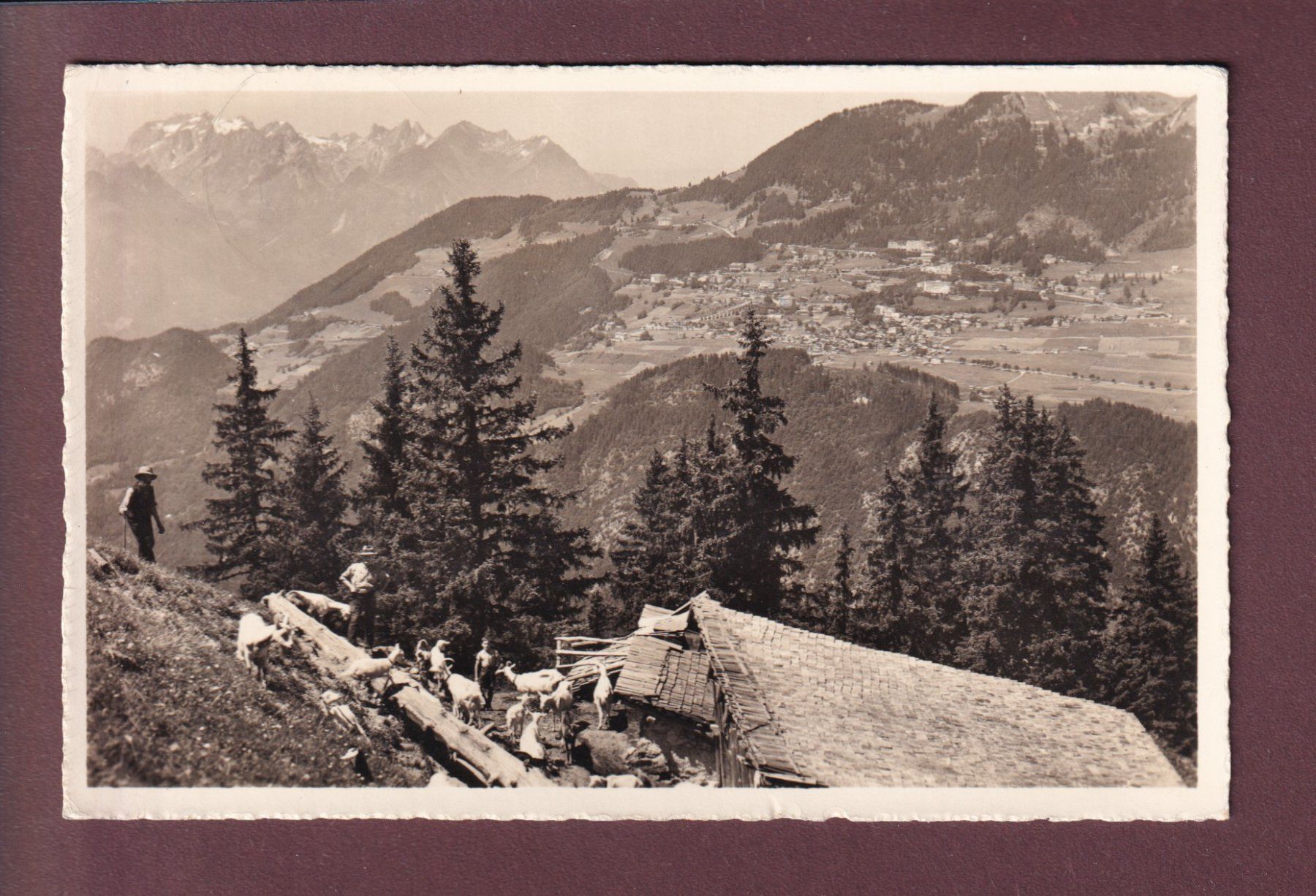 Cartoline postali: LEYSIN - Troupeau de chèvres - 1962 – Usato da Pully venduto da nicecards