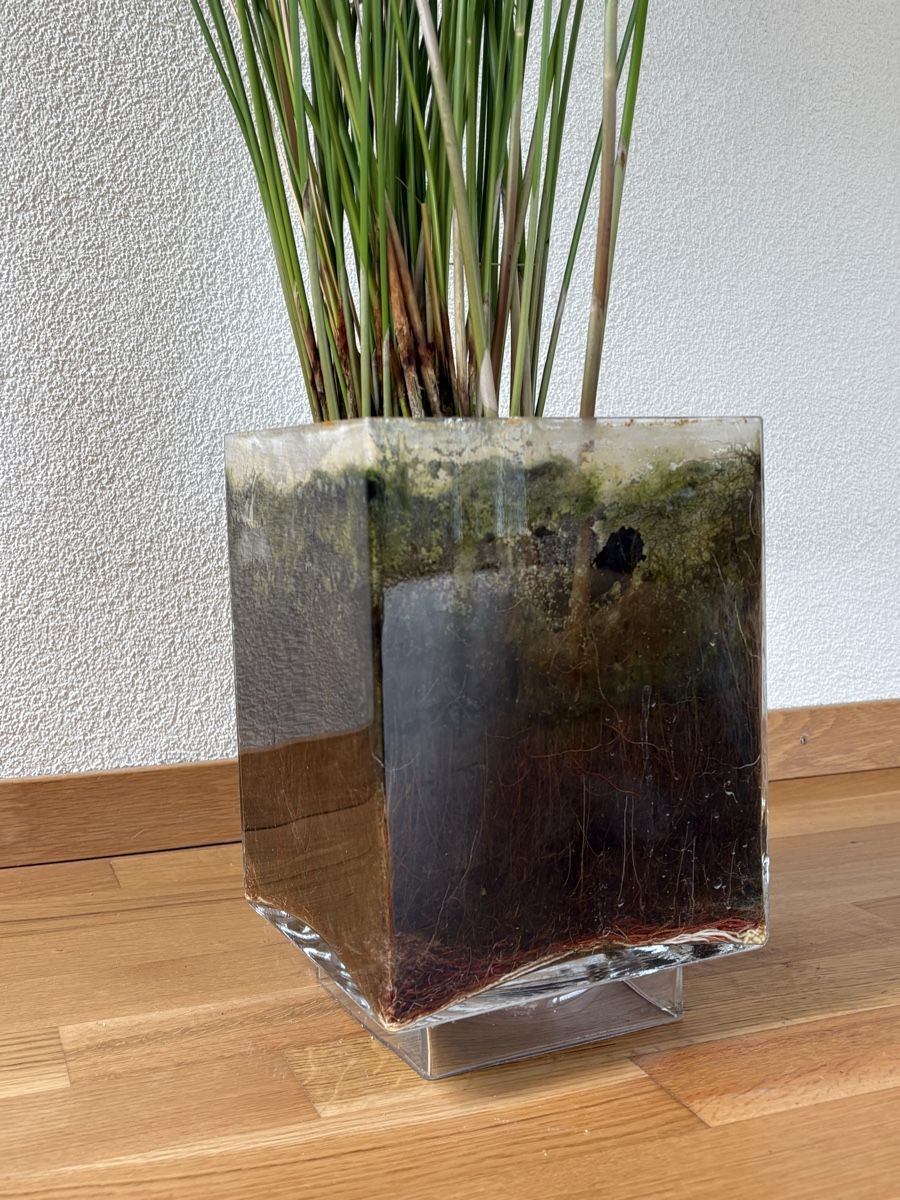 Plantes & graines: Papyrus im Wasser - 170 cm hoch - wunderschön – D'occasion à Zürich par anteabantea 3