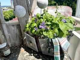 Vintage Taschen-Pflanzentrog, Shabby Chic Stil, Top!